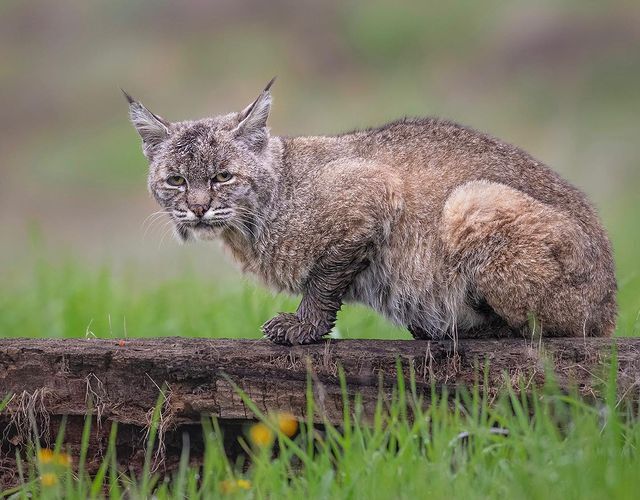 Wet paws - Lynx, Small cats, Cat family, Predatory animals, Animals, Wild animals, wildlife, Nature, North America, The photo, Mammals