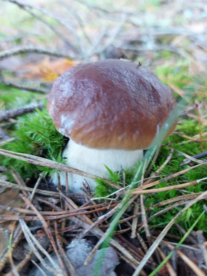 White - My, The photo, Travels, Mobile photography, Mushrooms, Borovik, Longpost, Latvia