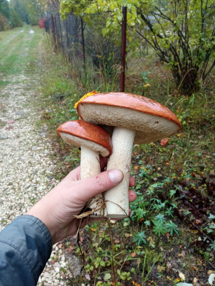 �������� �����