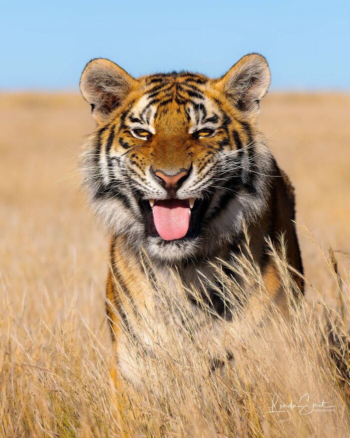 A smile will make everyone warmer - Tiger, Endangered species, Big cats, Cat family, Mammals, Animals, Wild animals, wildlife, Nature, Reserves and sanctuaries, South Africa, The photo, Predatory animals