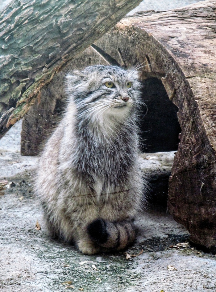 Ответ на пост «Диоген, ты застрял в теле манула?»