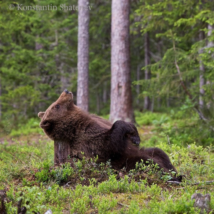 Я на солнышке лежу ...