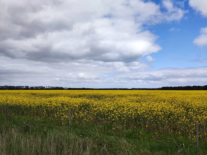 Canola field in bloom - My, Mobile photography, Field, beauty of nature, The photo, Nature