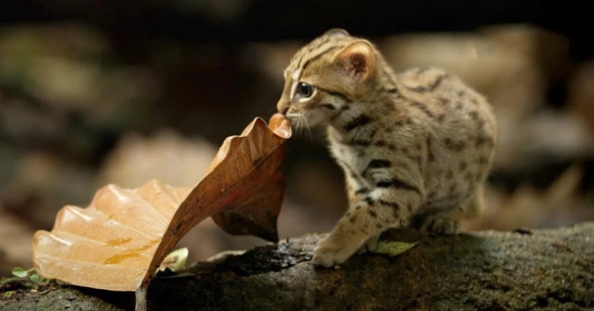 Wild world cat. Prionailurus rubiginosus. Черноногая кошка фото. Ржавая кошка. Дикая ржавая кошка.