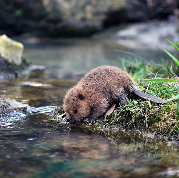 Nothing unusual, just a beaver came to drink... - Туристы, Relaxation, Hike, Vacation, Camping, Tourism, Tent, Animals, Nature, Travels, Beavers, Young, Wild animals