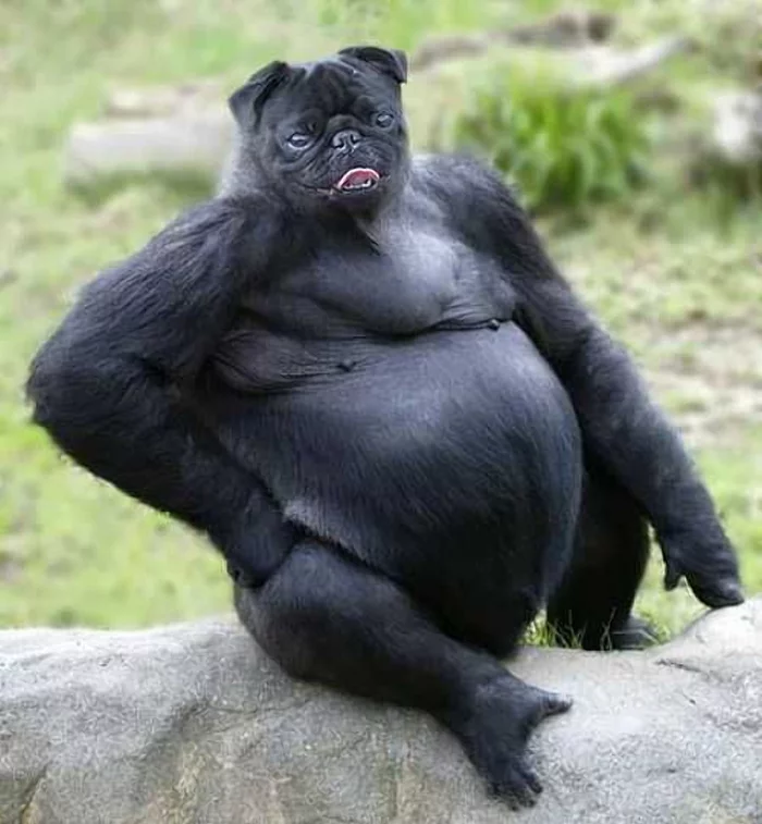 pug gorilla - Humor, Photoshop, Images