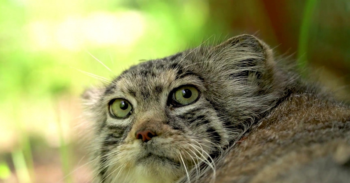 Манул лесной вид или нет. Манул злой. Манул лесной вид или нет. Манул лесной вид или нет. Лесной кот манул.