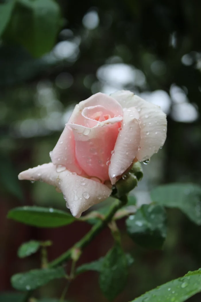 september rose - My, beauty of nature, Canon, Beginning photographer, September, Krasnodar, the Rose, Rain, Mainly cloudy, Nature