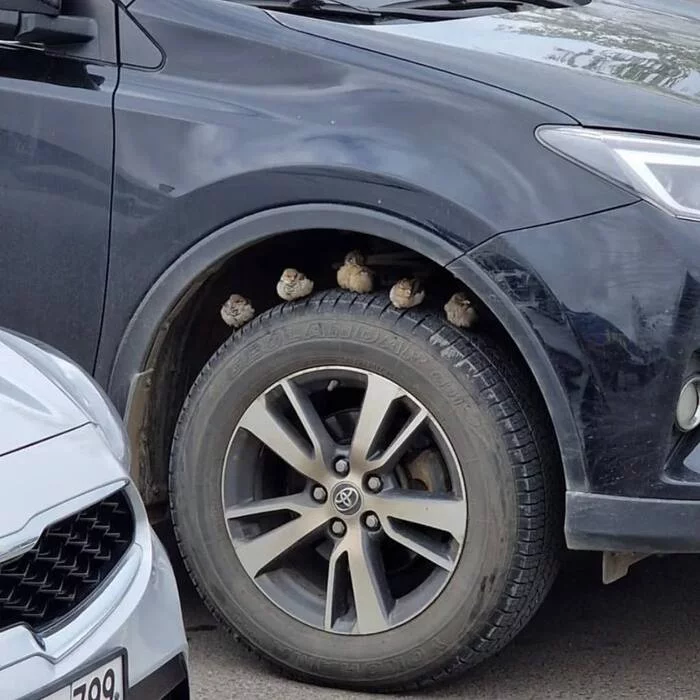 From the rains, not only mushrooms appear, but also birds on wheels - My, Moscow, The photo, Sparrow, Auto