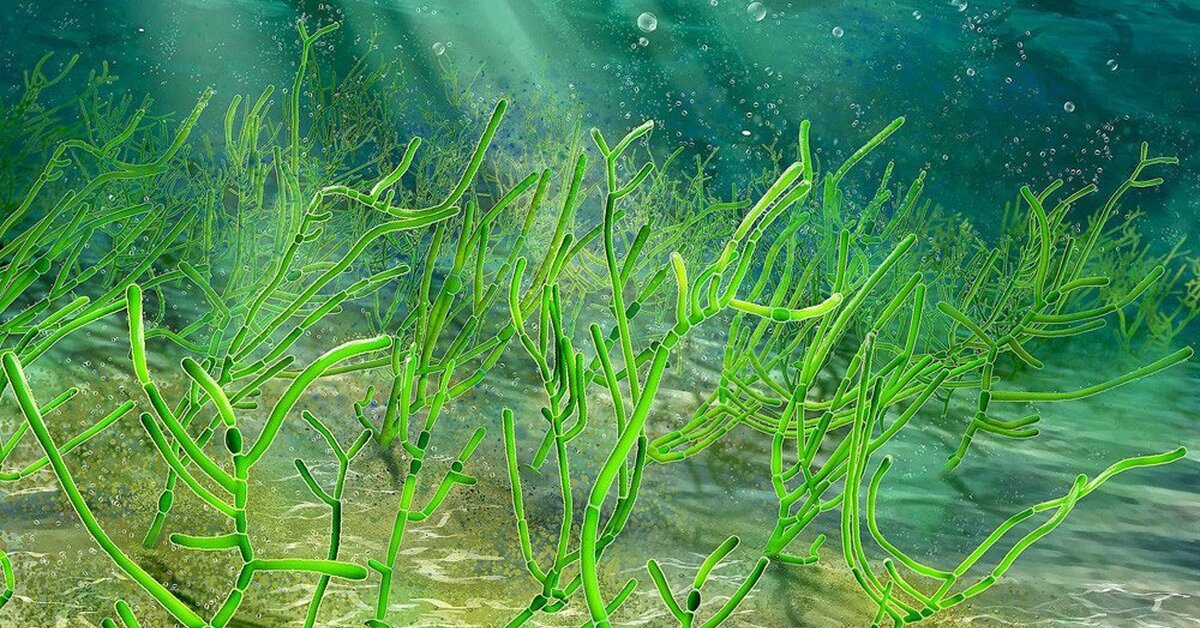 Возраст водоросли