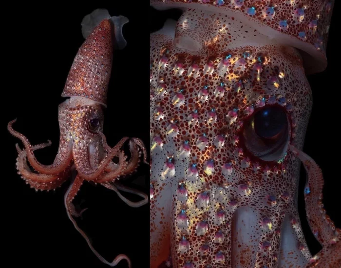 strawberry squid - The photo, beauty, Squid, Nature, beauty of nature, Animals
