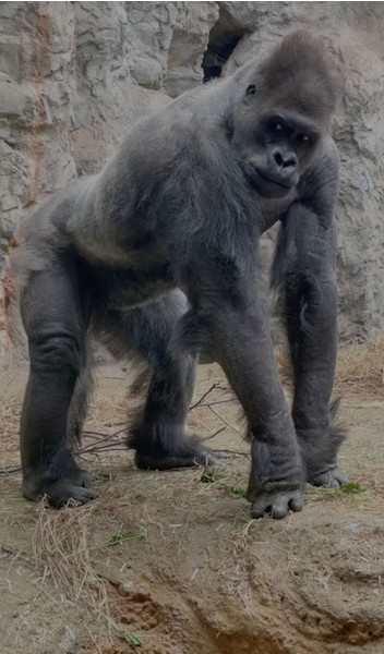 Male gorilla undergoing medical examination - Gorilla, Hominids, Monkey, Primates, Wild animals, Zoo, Within Buffalo, New York, USA, The photo, Around the world, Longpost, Clinical examination