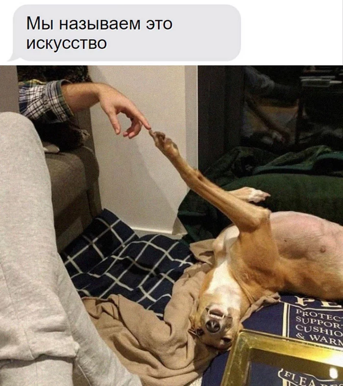 The creation of the dog - Humor, Picture with text, Dog, Accidental renaissance