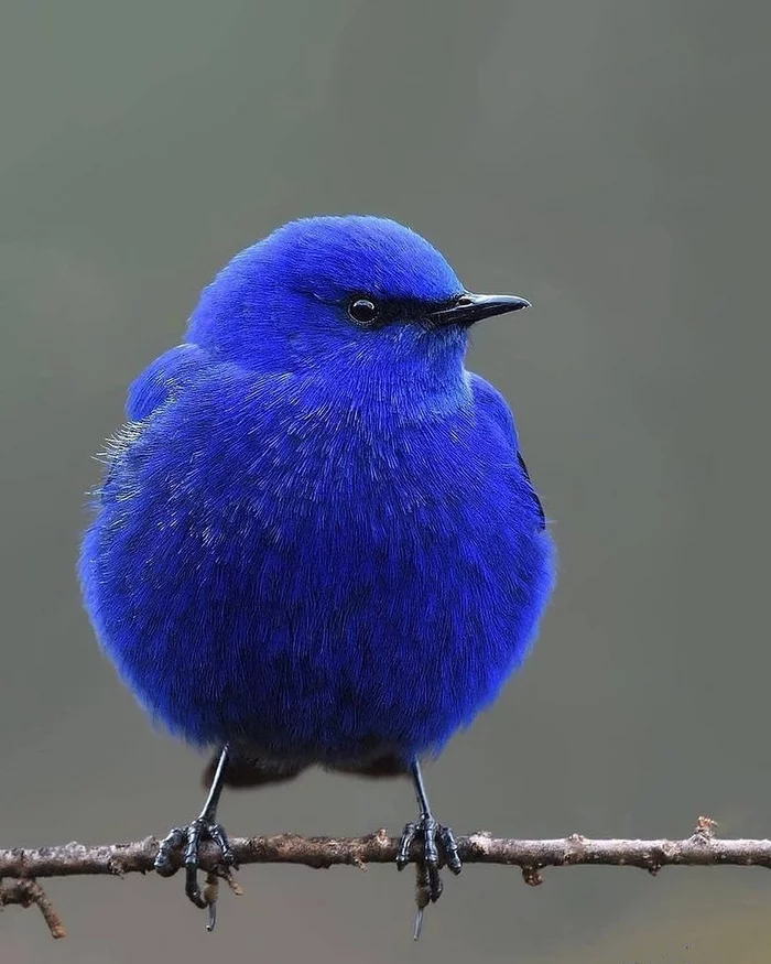 azure bird - Birds, Animals, Nature, The photo, beauty of nature