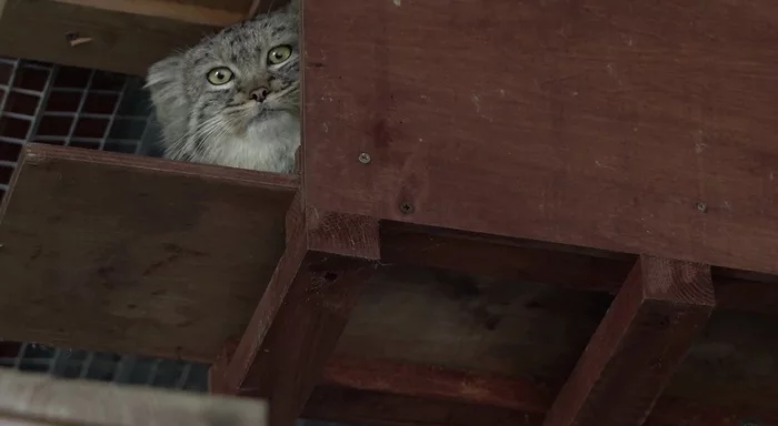 The answer to the post I'm going to jump! - Pallas' cat, Pet the cat, The photo, Cat family, Wild animals, Small cats, Bounce, Mat, Reply to post, Predatory animals