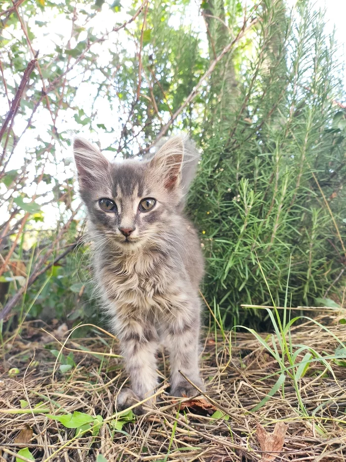 Котёнок - Моё, Без рейтинга, Кот, Котята, В добрые руки, Длиннопост