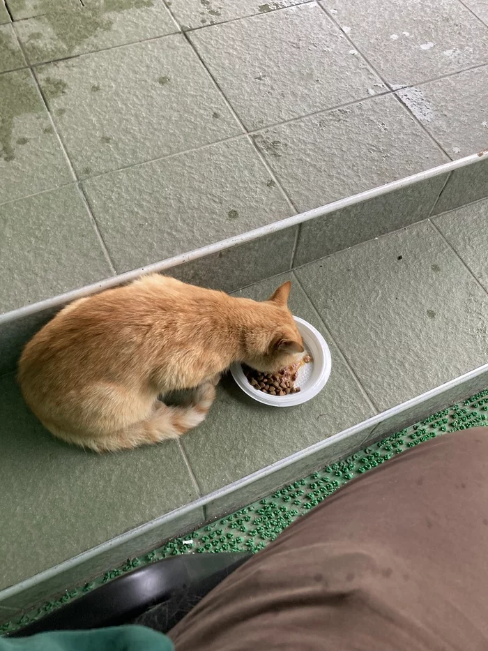 redhead helps redhead - Redheads, Pet the cat, Homeless animals, Longpost, cat