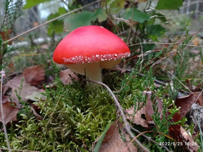 Wandered through the forest - My, Photo on sneaker, Mushrooms, Fly agaric