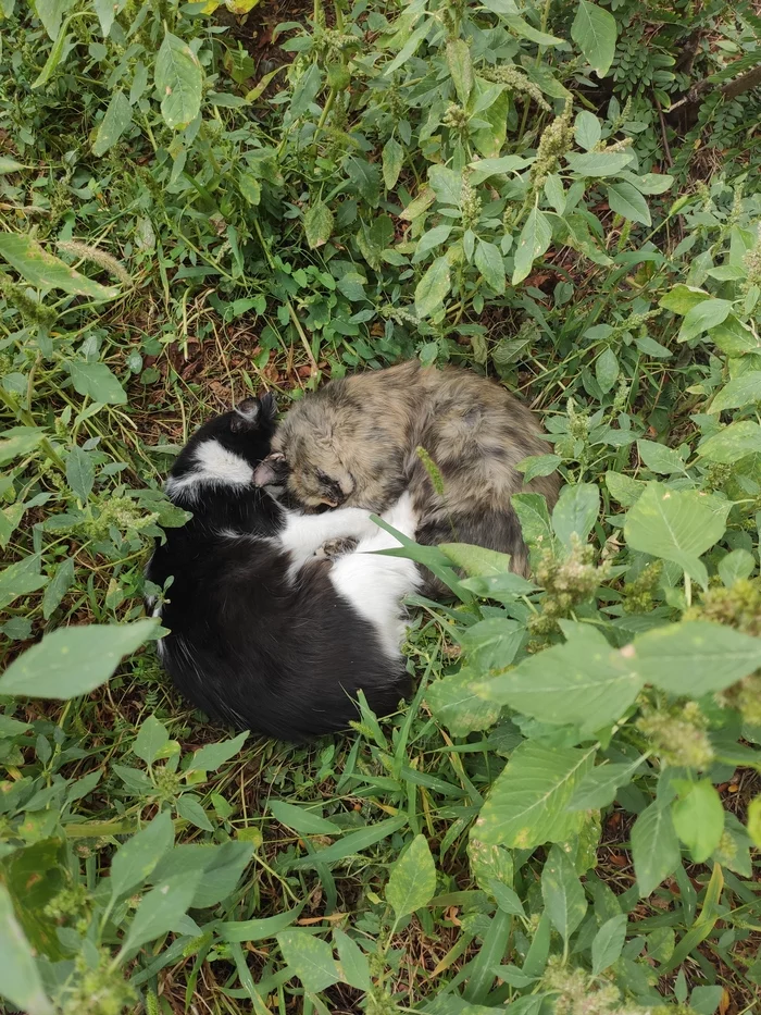 meow meow - My, Yin Yang, cat, The photo