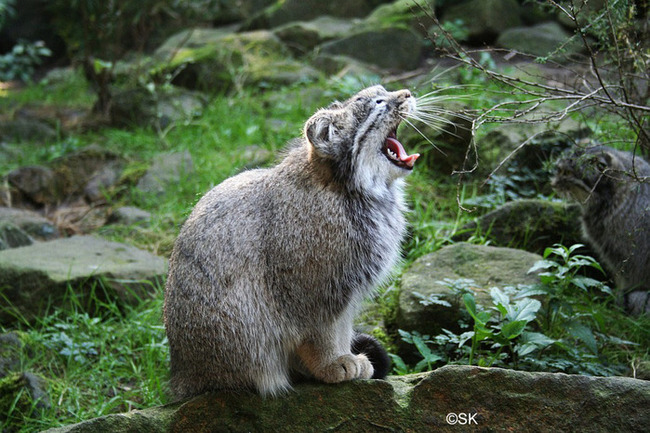 Yelling like a cat - Pallas' cat, Fluffy, Small cats, Cat family, Predatory animals