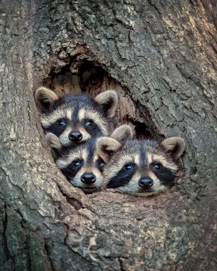 Raccoon Serpent) - Raccoon, Curiosity, wildlife, Milota