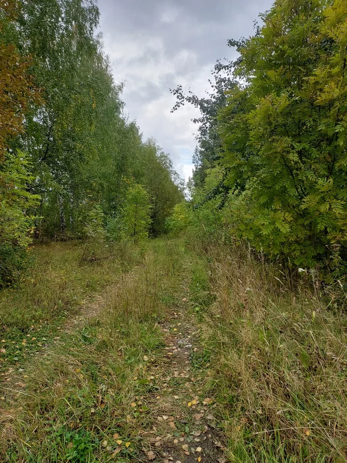 Mixed forests are my love - My, Forest, The nature of Russia, Longpost