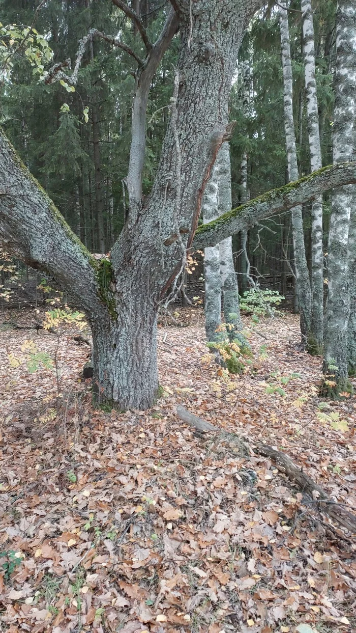 Mixed forests are my love - My, Forest, The nature of Russia, Longpost