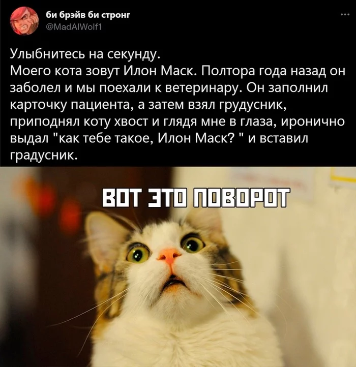 The story of the cat Elon Musk - Humor, Picture with text, Memes, Images, Sad humor, Fast, What a twist, Vet, Veterinary, Repeat, How do you like Elon Musk, cat