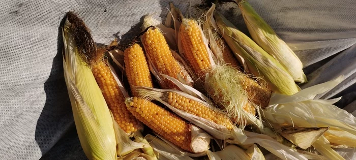 Homemade popcorn. - My, Corn, Popcorn, Harvest, Garden, Harvesting, Youtube, Longpost, Video