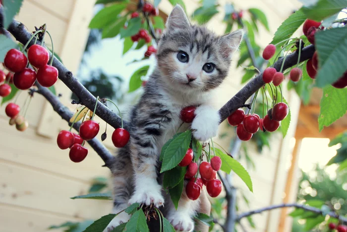 Hello, I'm Lily - My, cat, Small cats, The photo, Cherries, Cherry, Pets, Kittens, Milota