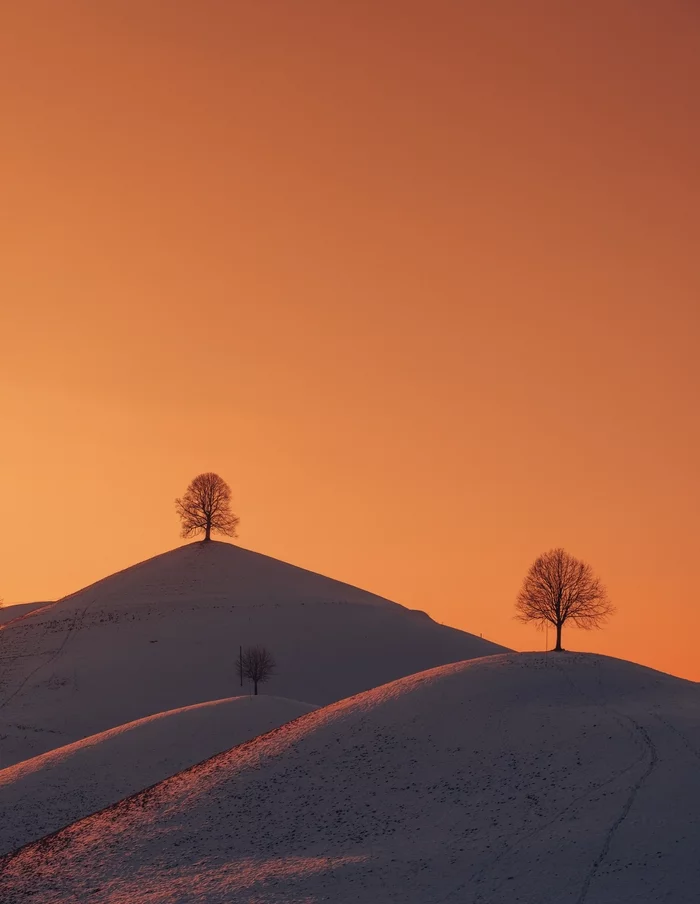 Winter - The photo, The hills, Tree, Snow, Sunset, Zug, Switzerland