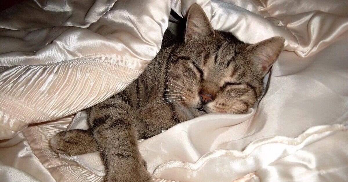 Почему коты постоянно спят. Спящие кошки. Кот лежит на кровати. Котенок лежит на кровати.