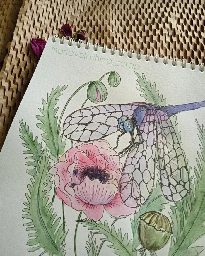 Dragonfly and papaver - My, Watercolor, Creation, Sketchbook, Painting, Botany, Longpost, Drawing, Dragonfly, Papaver, Needlework without process