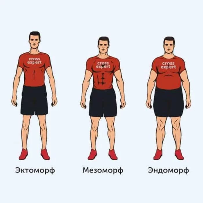 Body types in men! - My, Biology, Тренер, Health, Healthy lifestyle, Fitness, Body-building