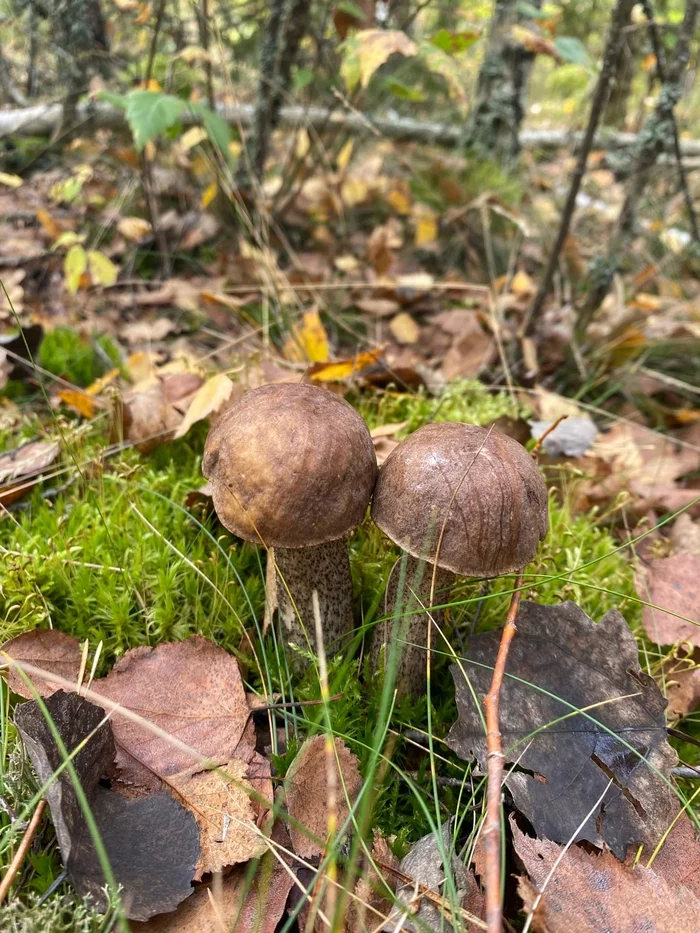 Autumn - My, Autumn, Forest, Mushrooms, The photo, Longpost