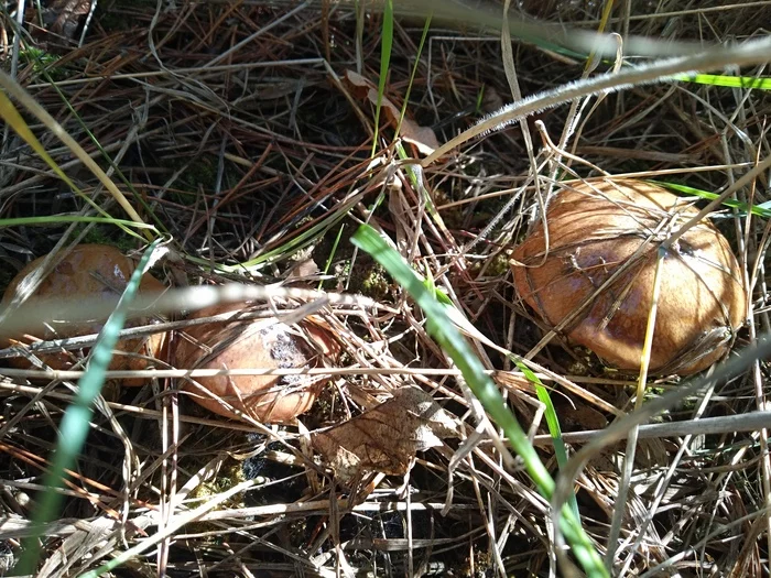 silent hunting - My, Mushrooms, Silent hunt, Longpost