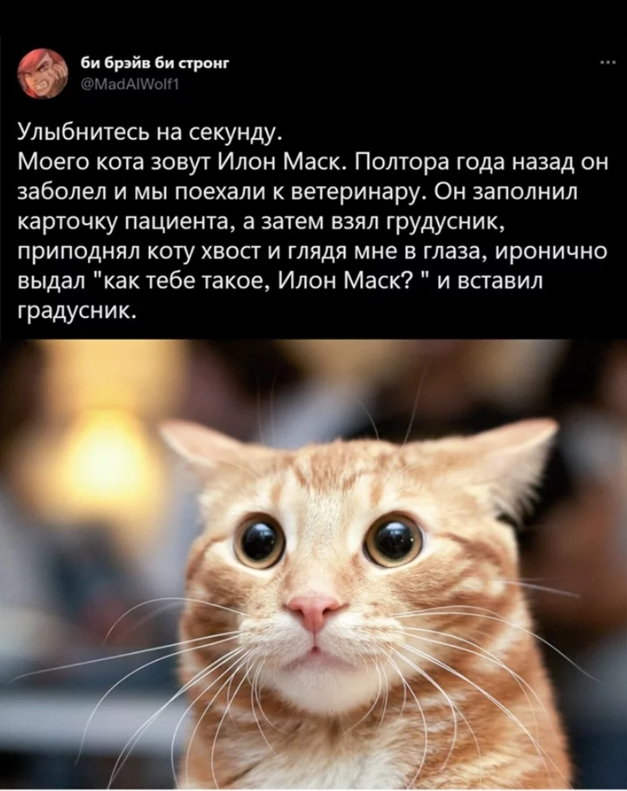 cat is not funny - Elon Musk, How do you like Elon Musk, cat, Veterinary, Humor