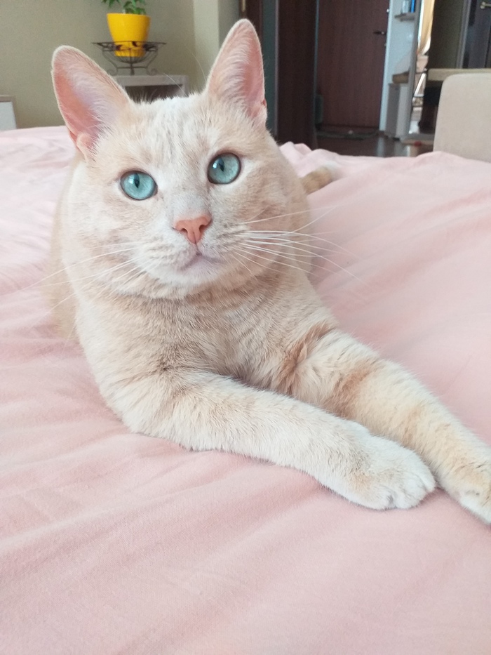 Ответ на пост «Конкурс: лучший кот Пикабу»