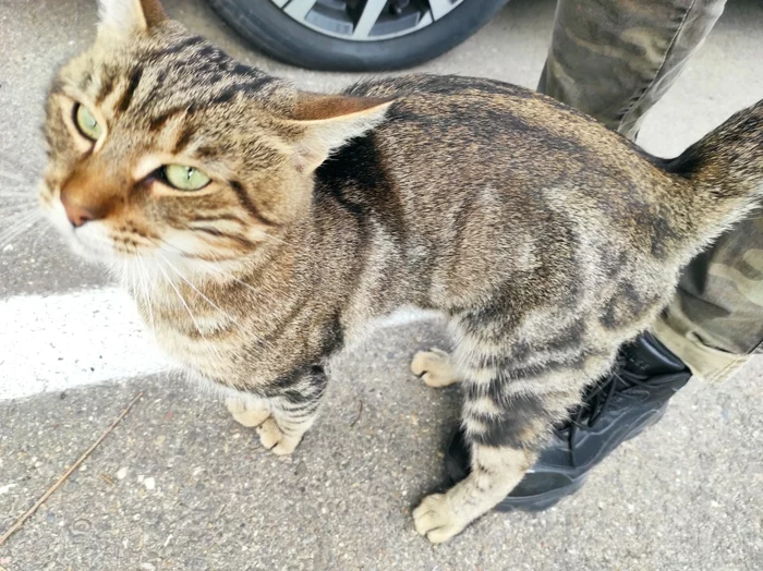 Continuation of the post “Looking for a home for a cat, Krasnodar” - cat, Lost, Krasnodar, Found a cat, No rating, Reply to post, Longpost