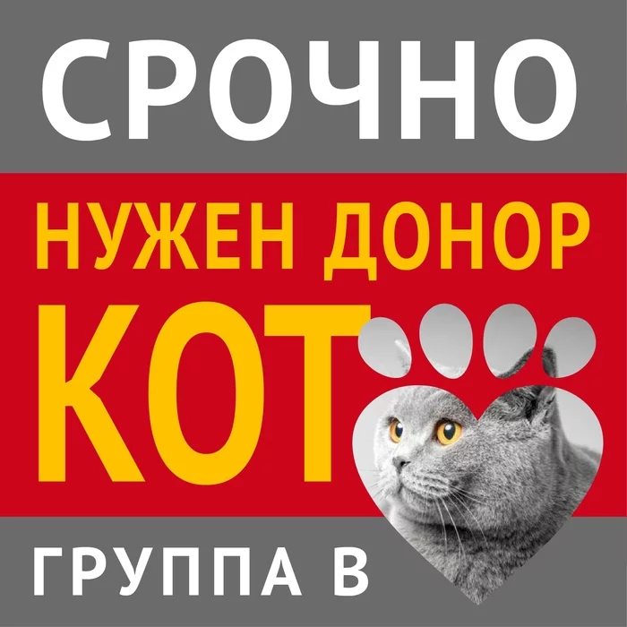 Moscow. - No rating, cat, Donor, Helping animals, Moscow, British Shorthair, British Longhair, Scottish lop-eared, Scottish Straight, Exot, Cornish Rex, Devon Rex, Sphinx, Veterinary