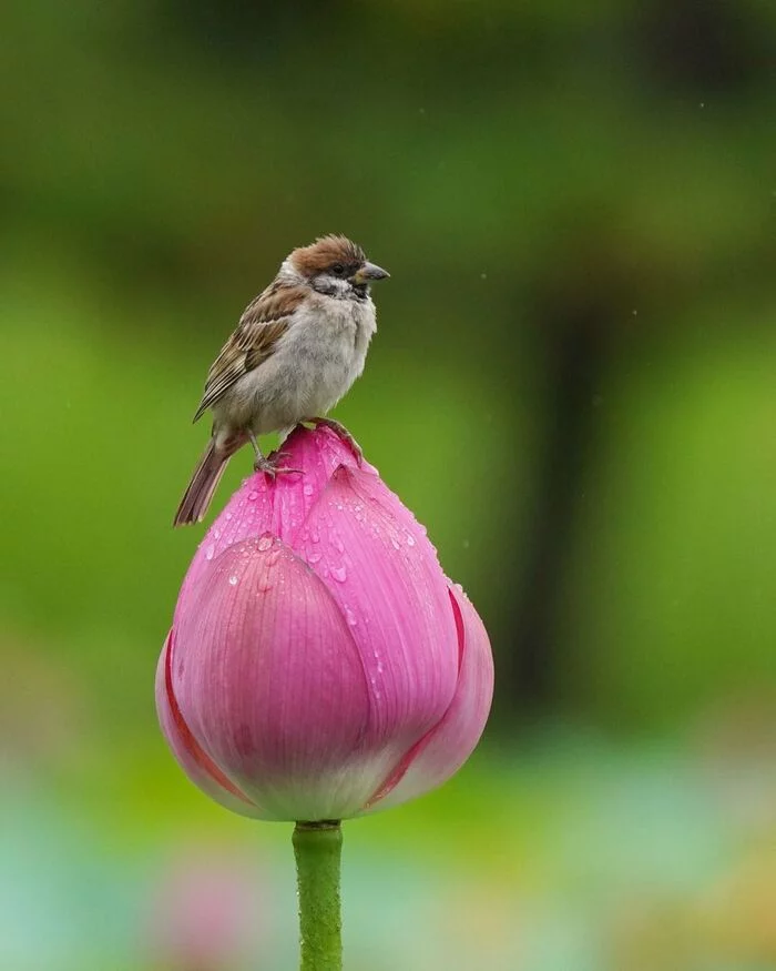 flower and sparrow - Birds, Nature, Animals, Flowers, beauty, Lotus, Sparrow