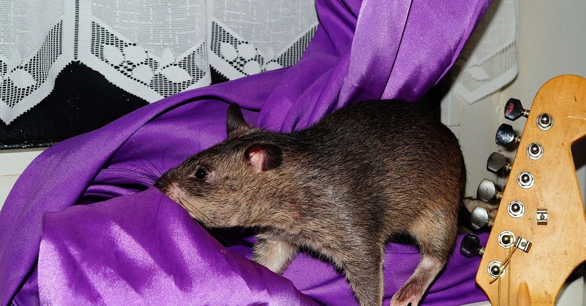 Cricetomys gambianus. Африканская тростниковая крыса. Крыса фото. Огромная мышь.