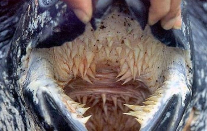 рот морской черепахи
