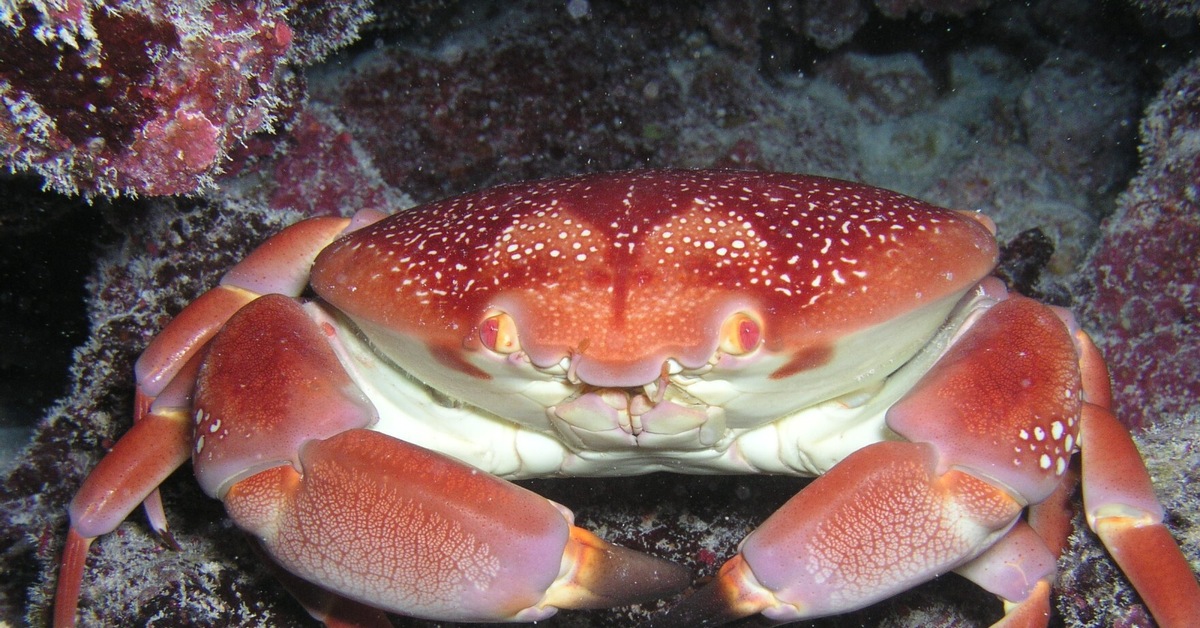 Crab's. Рифовый краб. Красный рифовый краб. Крабы индийского океана. Ракообразные большого барьерного рифа.