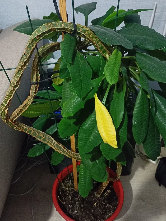 What is it and how to take care of it - My, Houseplants, Question, Longpost, What kind of plant