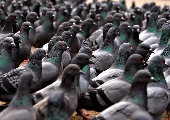 Pigeons in Kaliningrad (Konigsberg) - Pigeon, Kaliningrad, The Great Patriotic War, Monument, The Second World War, Spy, Espionage, Pigeon mail