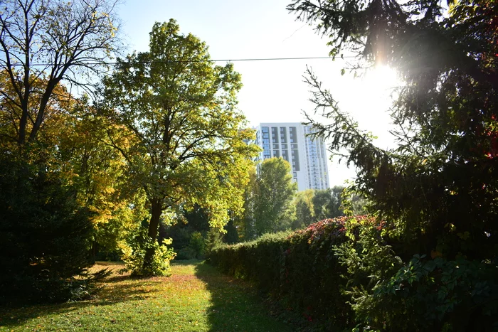 Осенняя зелень - Моё, Фотография, Парк, Трава, Дерево, Осень