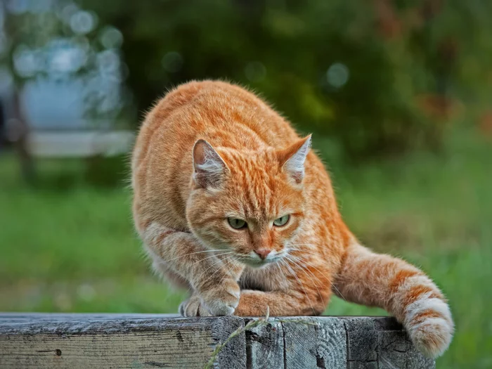 Ginger - My, The photo, Street photography, cat, Middle Ural, Redheads