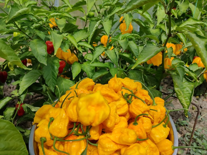   ,  , Trinidad Scorpion, , , , 