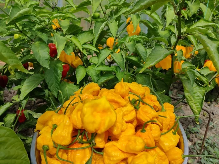 Острая соль - Моё, Перец, Острый перец, Trinidad Scorpion, Соль, Урожай, Длиннопост